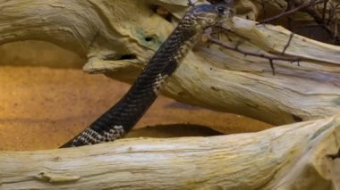 Kobranın başını yandan kapat. 