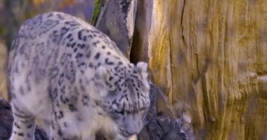 Sonbaharda kar leoparının başını kapat.