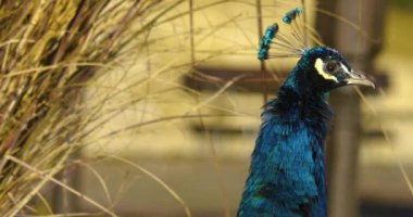 Tavus kuşu başı ve boynu görünüyor, kameradan uzağa bakıyor ve sonra sağa dönüyor. Kamera eğilir ve gövde ve kuyruk boyunca sola döner.