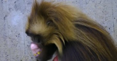 Kanayan kalpli maymun babunları kapatın. Komik surat ifadesi..