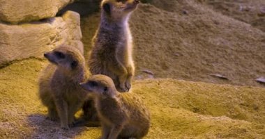 Kumda mirketleri kapatın..