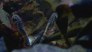 Deniz yosunlarında yüzen çömlek karınlı deniz atları. Sırt sırta verin. Biri sola, diğeri sağa baksın. Deniz yosunu ön planda sallanıyor.