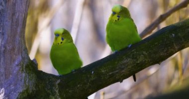 Muhabbet kuşları bir dalda yan yana. 