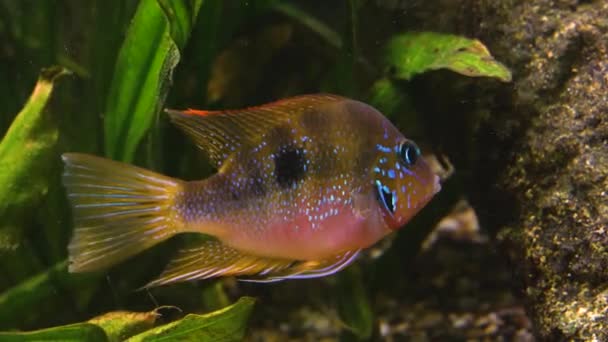 Cichlidae Peixe Brilhante Flutua Frente Rocha Virado Para Direita Plantas — Vídeo de Stock