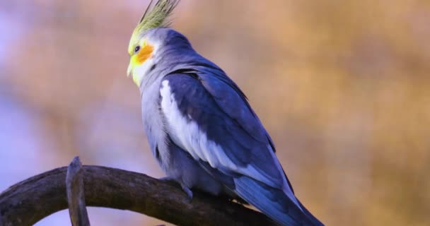 Cockatiel Papagaio Senta Empoleirado Ramo Virado Para Esquerda Ele Olha — Vídeo de Stock