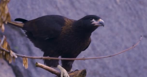 Ein Falkland Caracara Ein Falke Der Auf Dem Boden Steht — Stockvideo