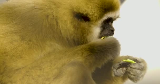 Zbliżenie Gibbon Jedzenia Zieleni — Wideo stockowe