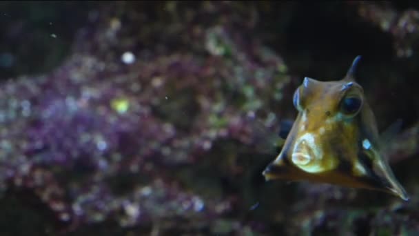 Ένα Humpback Turretfish Κοινώς Ονομάζεται Καμηλόψαρο Επιπλέει Στο Νερό Και — Αρχείο Βίντεο