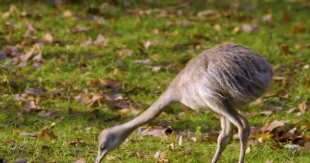 Baby Nandu Bird Walking Playing Louadow Autumn — Stock video