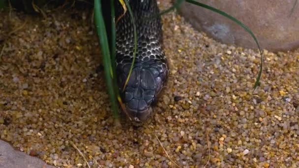 Kobra Başını Yukarıdan Yaklaştır Dilini Sallıyor Sonra Sola Doğru Kayıyor — Stok video