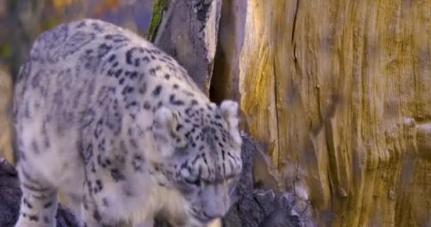 Primer Plano Cabeza Leopardo Nieve Otoño — Vídeos de Stock