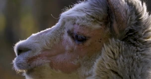 Close Profile Llama Head Facing Left Camera Zooms Out — Stock Video