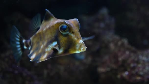 Ένα Humpback Turretfish Κοινώς Ονομάζεται Καμηλόψαρο Επιπλέει Στο Νερό Και — Αρχείο Βίντεο