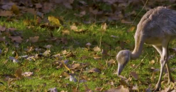 Baby Nandu Bird Walking Playing Louadow Autumn — Stock video