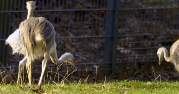 Baby Nandu Bird Walking Playing Louadow Autumn — Stock video