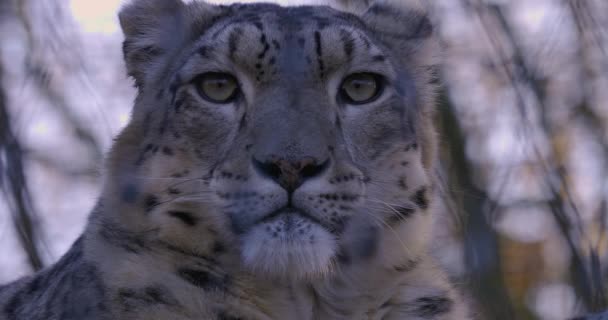 Zbliżenie Głowy Snow Leopard Jesienią — Wideo stockowe