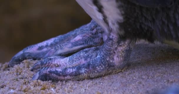 Närbild Pingvinfötter — Stockvideo