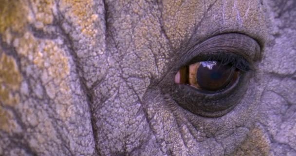 Olho Rinoceronte Muito Perto — Vídeo de Stock