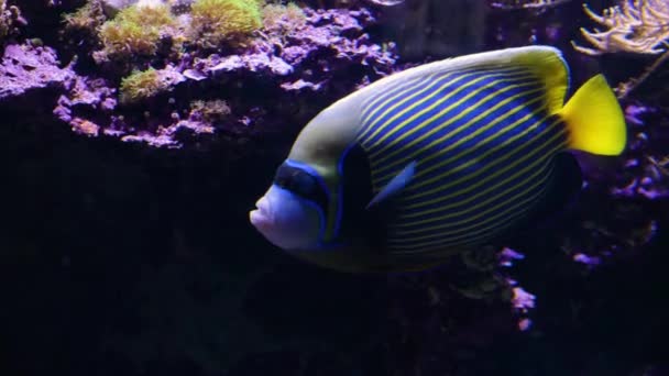 Emperor Angelfish Floats Moving Fins Gently Facing Left Red Rocks — Stock Video