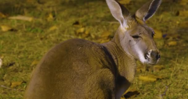 Close Kangaroo Upper Body Looking — Stock Video