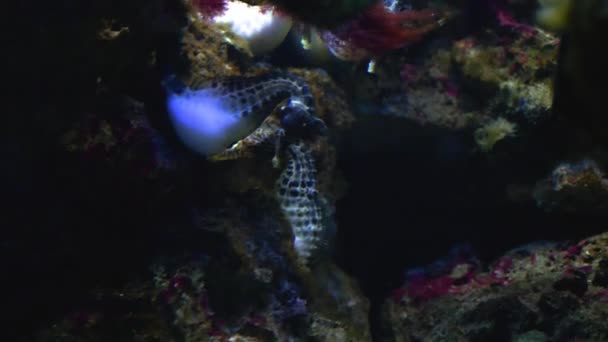 Koniki Morskie Podbrzusza Unoszące Się Morskiej Trawie — Wideo stockowe