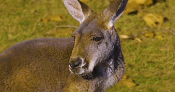 Primo Piano Della Parte Superiore Del Corpo Canguro Guardarsi Intorno — Video Stock