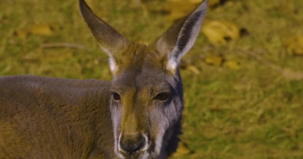 Kangurunun Üst Gövdesine Yaklaş Etrafına Bak — Stok video