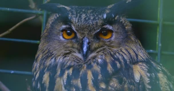 Gros Plan Hibou Déplaçant Tête Fermant Ouvrant Les Yeux — Video