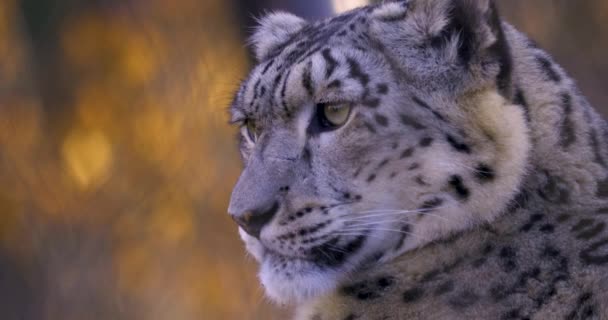 Zblízka Snow Leopard Hlava Podzim — Stock video