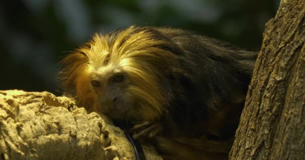 Lion Tamarin Monkey Sitting Branch — Stock Video