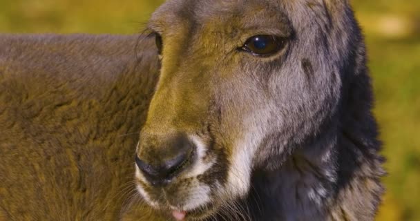 Primo Piano Della Parte Superiore Del Corpo Canguro Guardarsi Intorno — Video Stock