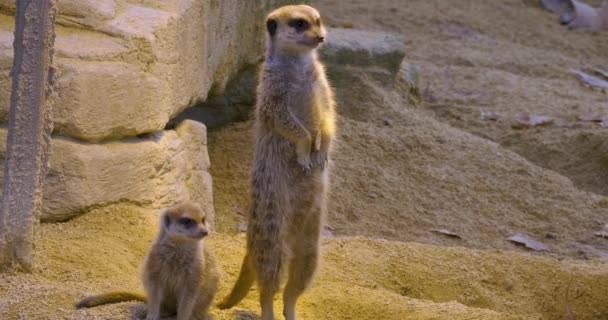 Fechar Meerkats Areia — Vídeo de Stock