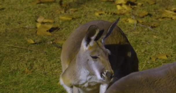 Nahaufnahme Des Oberkörpers Eines Kängurus Der Sich Umschaut — Stockvideo