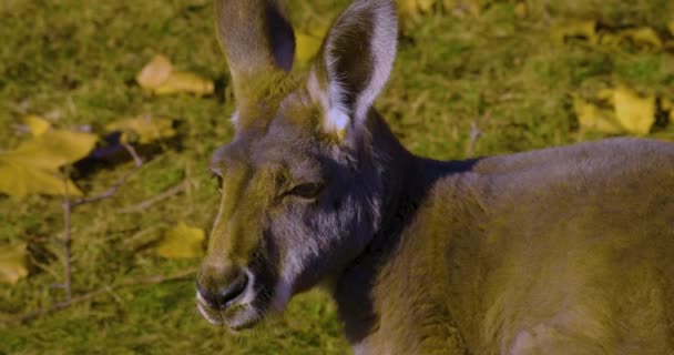 gros plan de kangourou haut du corps regardant autour 