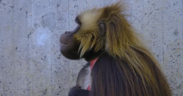 Gros Plan Des Babouins Singe Coeur Saignant — Video