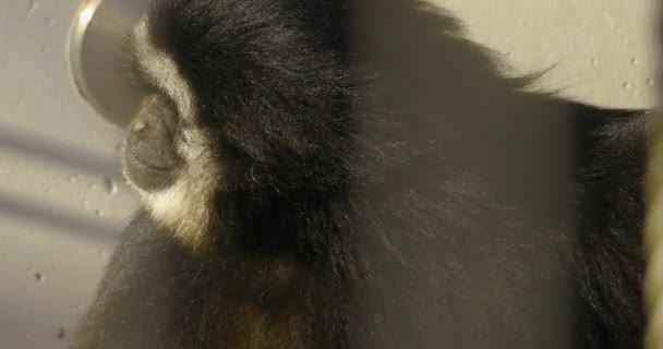 Primer Plano Gibbon Comiendo Verduras — Vídeo de stock