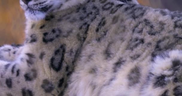 Close Snow Leopard Head Autumn — Stock Video