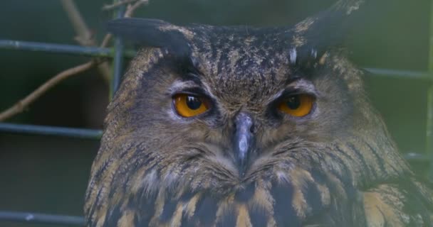 Close Owl Moving Head Closing Opening Eyes — Stock Video
