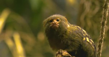 Pigme Marmoset etrafa bakıyor