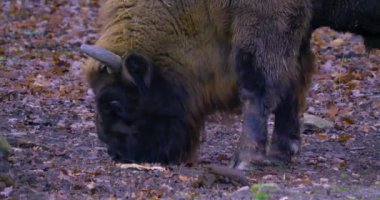 Sonbaharda Bison 'da yiyecek ararken kapatıyoruz. 