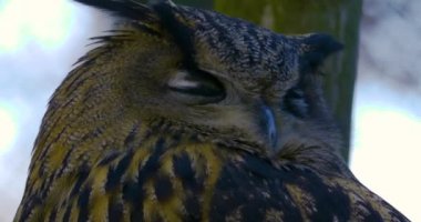 Baykuşun hareket ettiği yere yaklaş başını kapat ve gözlerini aç. 