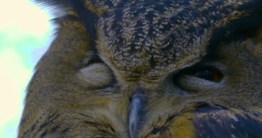 Baykuşun hareket ettiği yere yaklaş başını kapat ve gözlerini aç. 