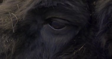 Sonbaharda Bison 'da yiyecek ararken kapatıyoruz. 