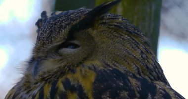 Baykuşun hareket ettiği yere yaklaş başını kapat ve gözlerini aç. 