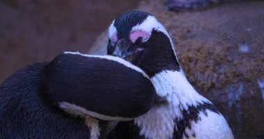 Penguen kafalarını kapatın. Birbirlerini tımar ediyorlar.