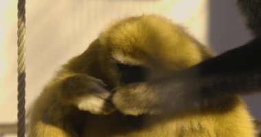 Gibbon 'ın sebze yemesine yakın dur.