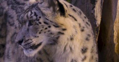 Sonbaharda kar leoparının başını kapat.