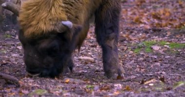 Sonbaharda Bison 'da yiyecek ararken kapatıyoruz. 