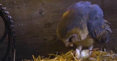 Ahır baykuşu samanlıkta ölü bir tavuk yiyor..