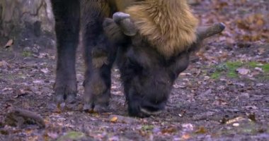 Sonbaharda Bison 'da yiyecek ararken kapatıyoruz. 